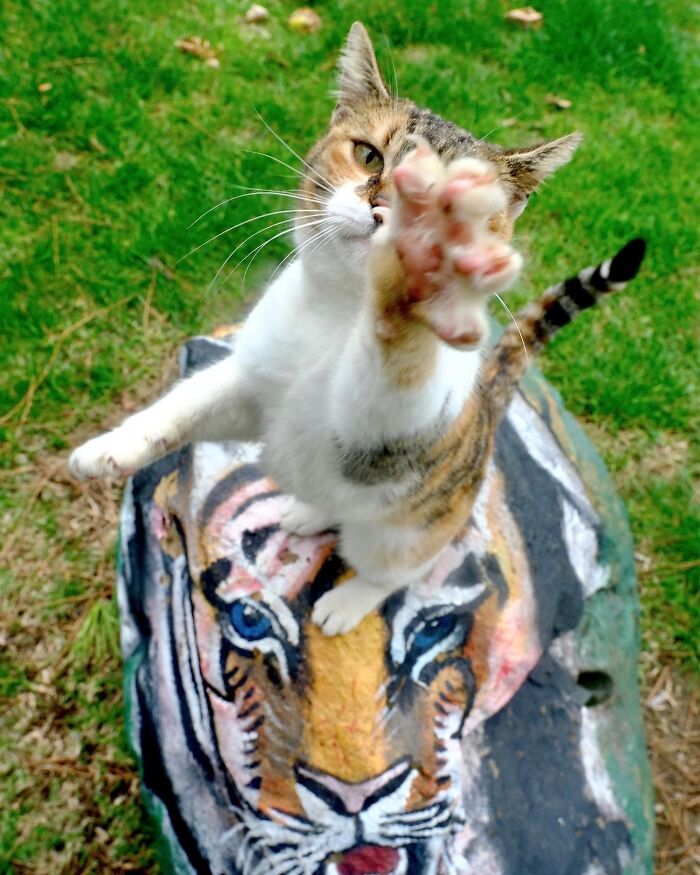 30 Street Cats From Istanbul That Are Basically Little Furry Stars