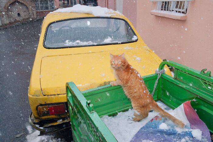30 Street Cats From Istanbul That Are Basically Little Furry Stars