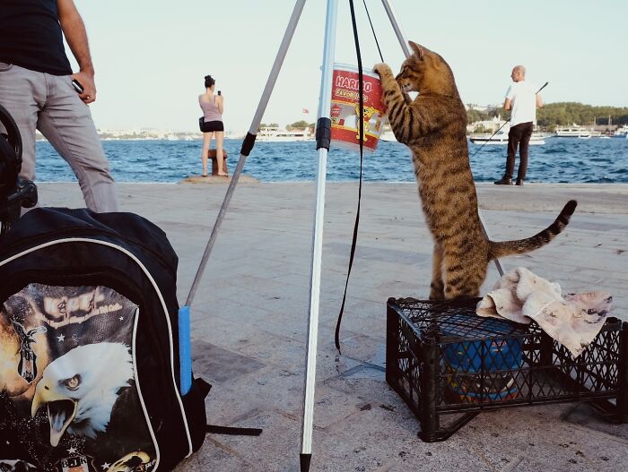 30 Street Cats From Istanbul That Are Basically Little Furry Stars