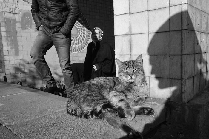 30 Street Cats From Istanbul That Are Basically Little Furry Stars
