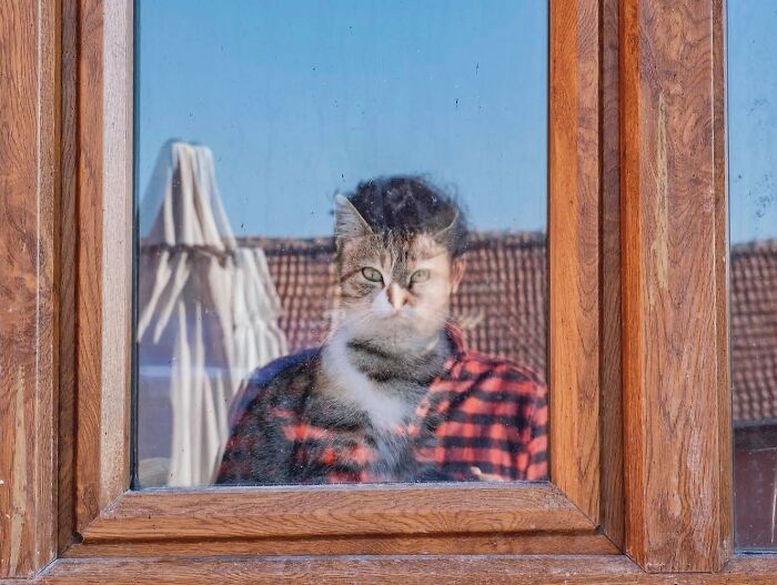 30 Street Cats From Istanbul That Are Basically Little Furry Stars