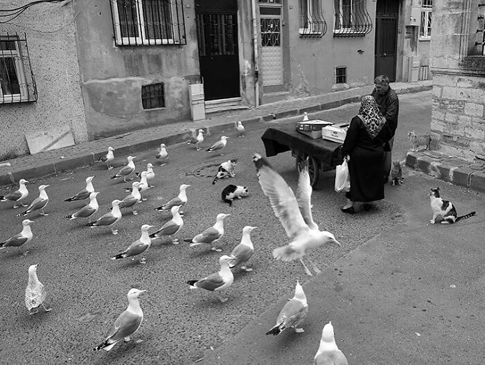 30 Street Cats From Istanbul That Are Basically Little Furry Stars