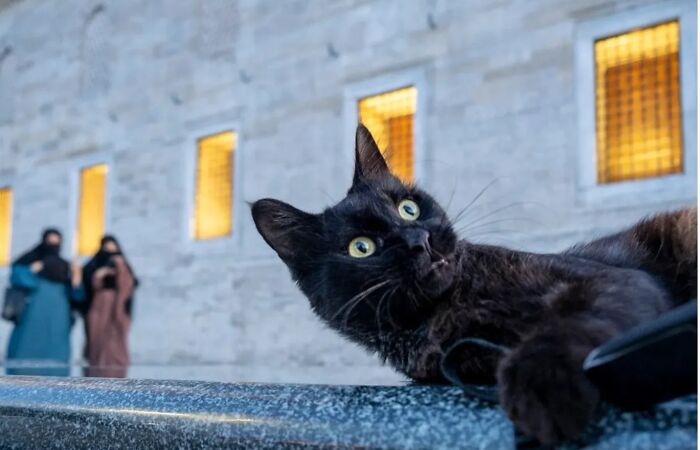 30 Street Cats From Istanbul That Are Basically Little Furry Stars