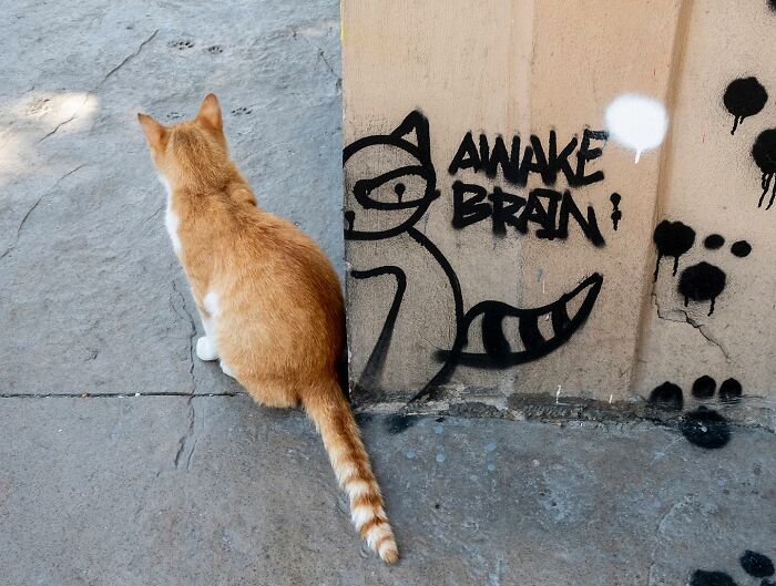 30 Street Cats From Istanbul That Are Basically Little Furry Stars