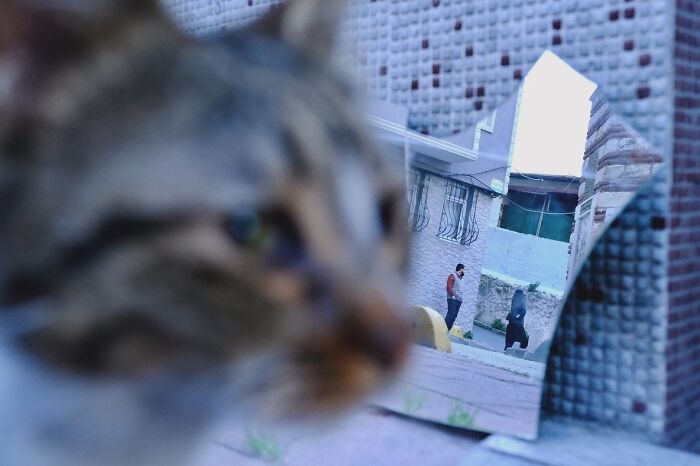 30 Street Cats From Istanbul That Are Basically Little Furry Stars