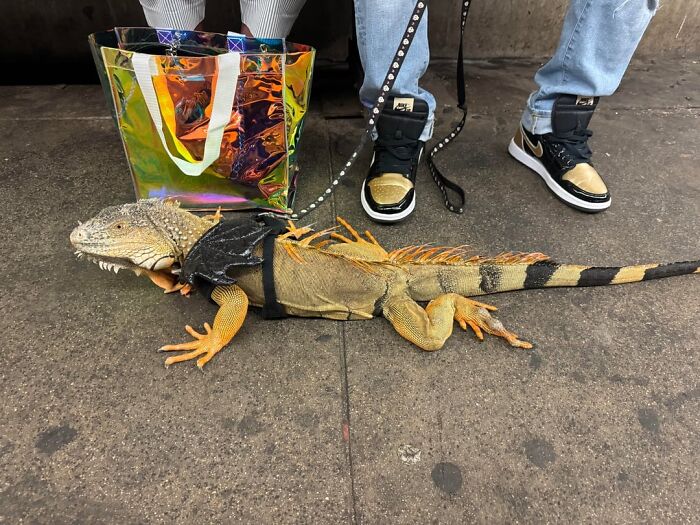 Wait, People REALLY Saw These Wild Subway Moments?