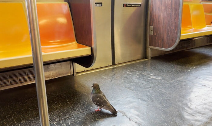 Wait, People REALLY Saw These Wild Subway Moments?