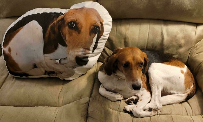 Dog Pillow—Because Parents Know How To Make You Smile At College