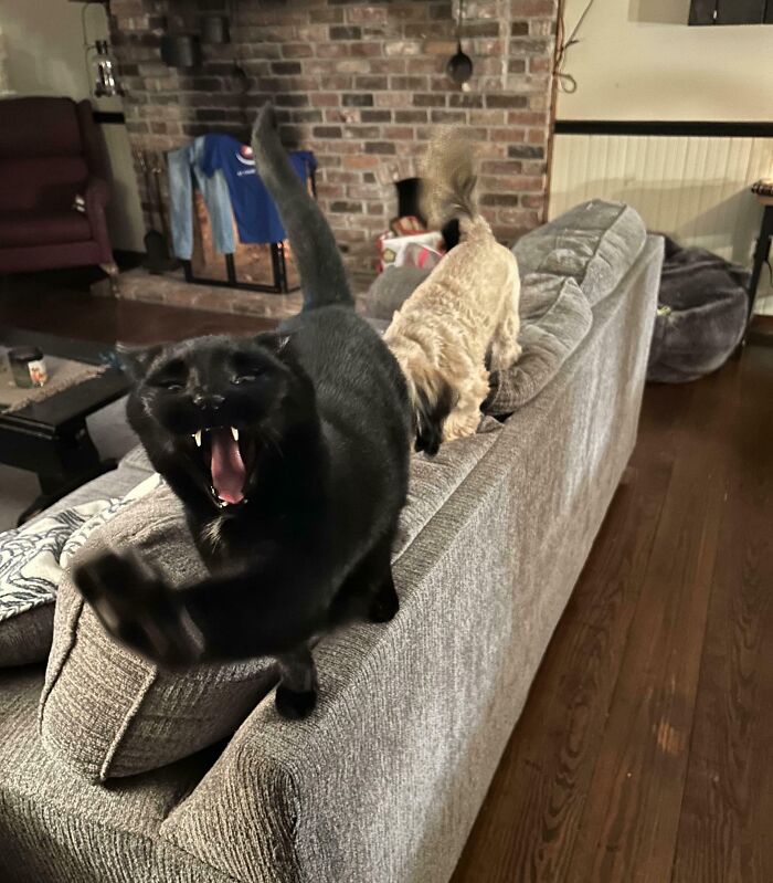 Mom Sends Me a Picture of My Cat Because She’s the Best