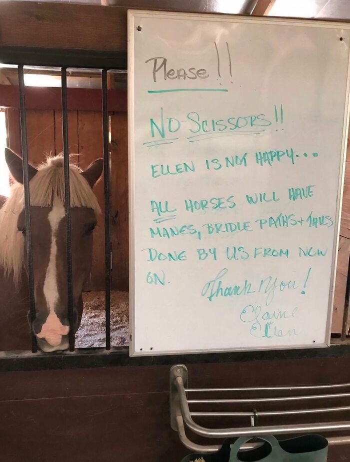 Dad Gets Into Horse Haircut Trouble And Mom Sends Proof
