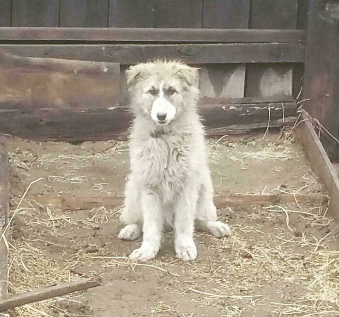 Mom Says Our Neighbor’s Dog Totally Looks Like Ryan Gosling