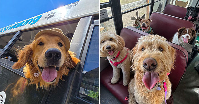 This Guy Turned an Old School Bus Into a Doggy Party on Wheels (50 Pics That’ll Make You Smile)
