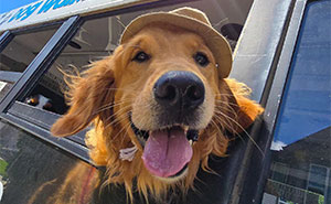 This Guy Turned an Old School Bus Into a Doggy Party on Wheels (50 Pics That’ll Make You Smile)