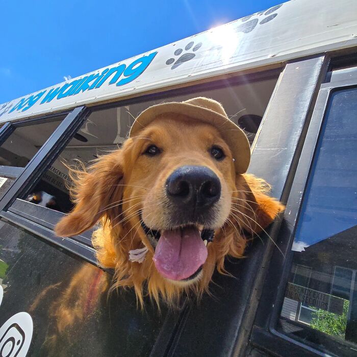 This Guy Turned an Old School Bus Into a Doggy Party on Wheels (50 Pics That’ll Make You Smile)