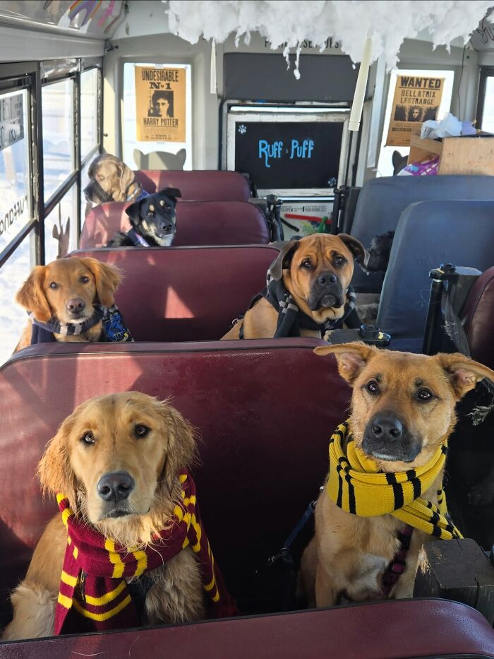This Guy Turned an Old School Bus Into a Doggy Party on Wheels (50 Pics That’ll Make You Smile)