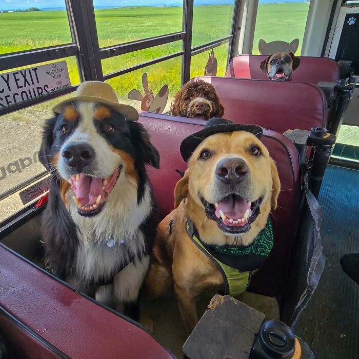 This Guy Turned an Old School Bus Into a Doggy Party on Wheels (50 Pics That’ll Make You Smile)