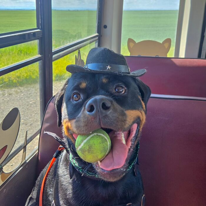 This Guy Turned an Old School Bus Into a Doggy Party on Wheels (50 Pics That’ll Make You Smile)