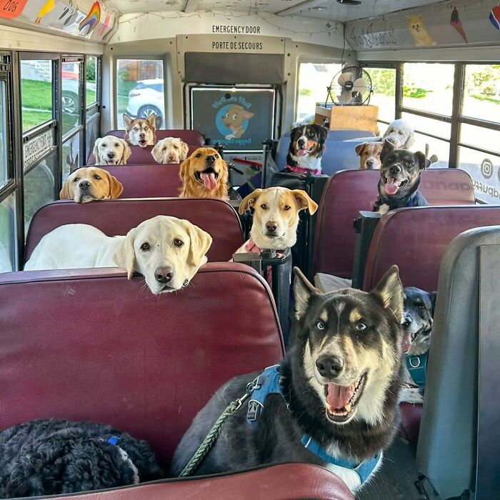 This Guy Turned an Old School Bus Into a Doggy Party on Wheels (50 Pics That’ll Make You Smile)