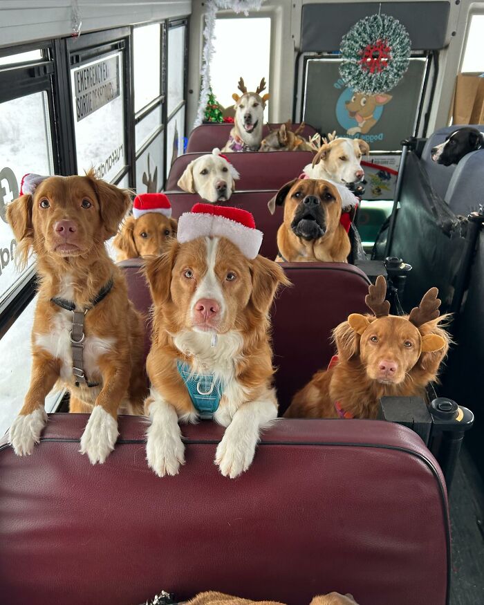 This Guy Turned an Old School Bus Into a Doggy Party on Wheels (50 Pics That’ll Make You Smile)