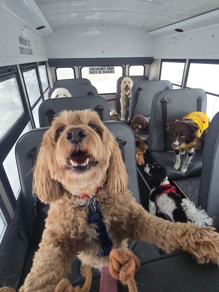 This Guy Turned an Old School Bus Into a Doggy Party on Wheels (50 Pics That’ll Make You Smile)