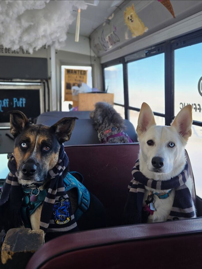 This Guy Turned an Old School Bus Into a Doggy Party on Wheels (50 Pics That’ll Make You Smile)