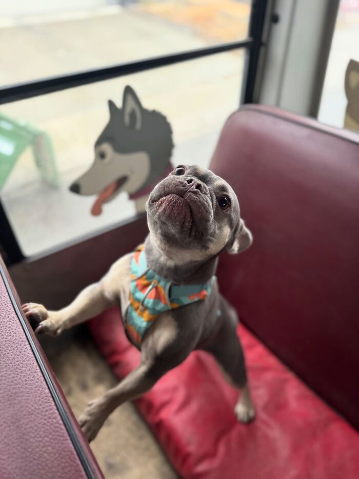 This Guy Turned an Old School Bus Into a Doggy Party on Wheels (50 Pics That’ll Make You Smile)