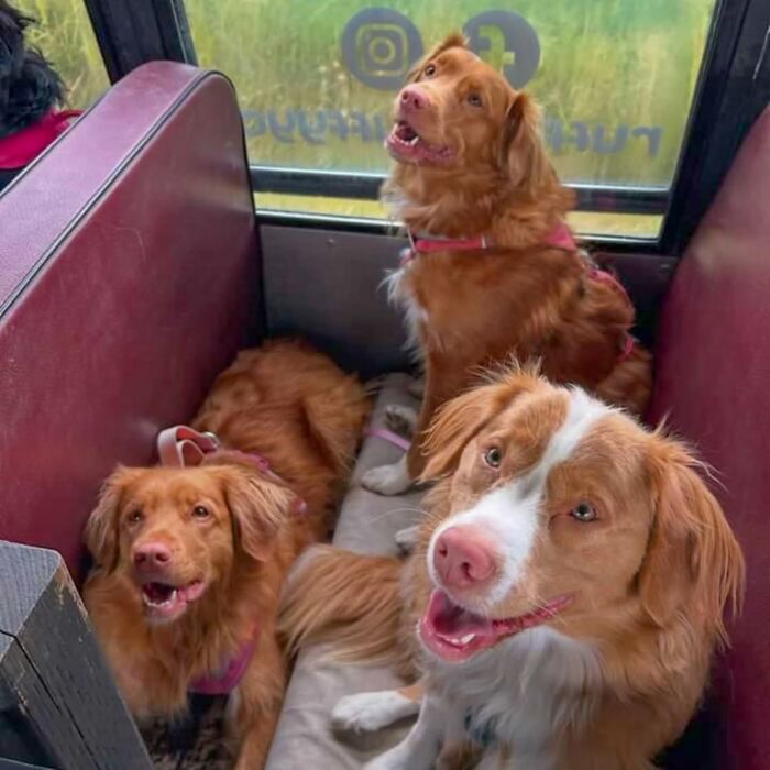 This Guy Turned an Old School Bus Into a Doggy Party on Wheels (50 Pics That’ll Make You Smile)