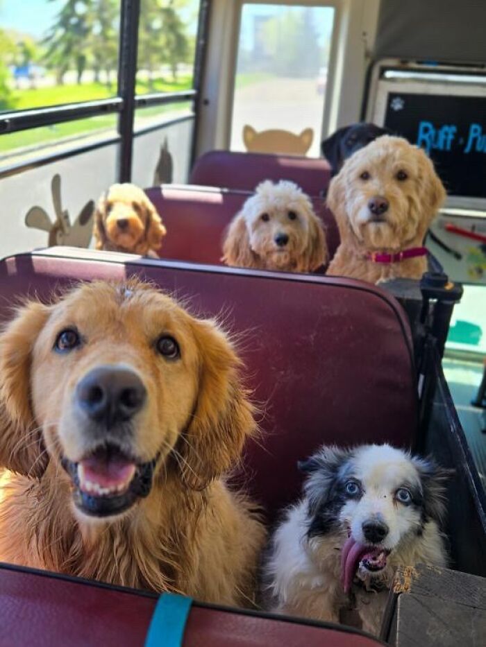 This Guy Turned an Old School Bus Into a Doggy Party on Wheels (50 Pics That’ll Make You Smile)
