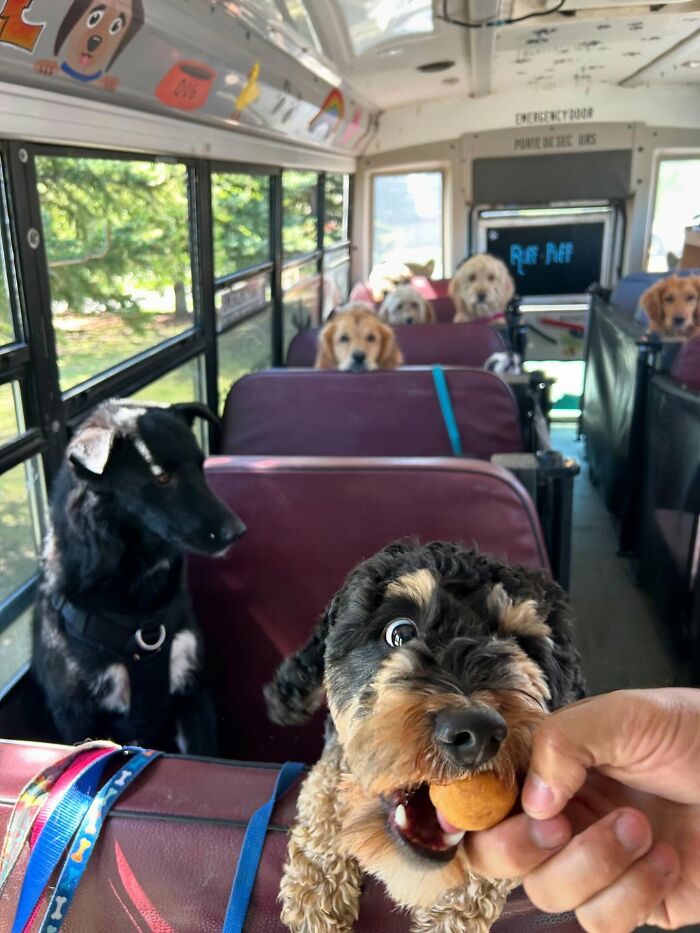 This Guy Turned an Old School Bus Into a Doggy Party on Wheels (50 Pics That’ll Make You Smile)