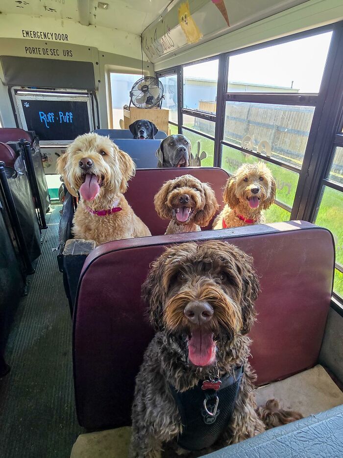 This Guy Turned an Old School Bus Into a Doggy Party on Wheels (50 Pics That’ll Make You Smile)