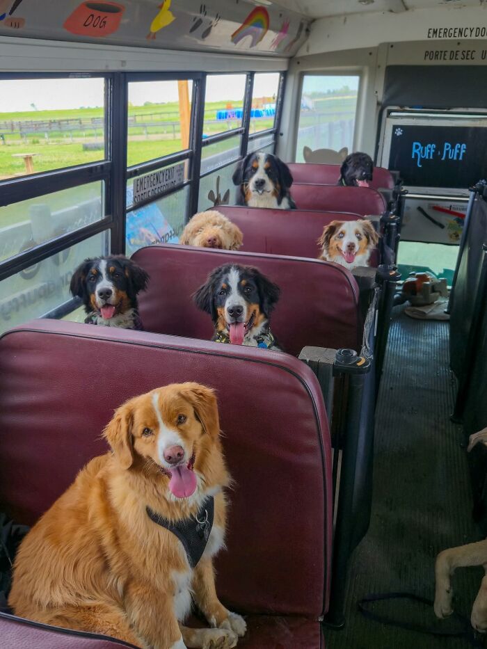 This Guy Turned an Old School Bus Into a Doggy Party on Wheels (50 Pics That’ll Make You Smile)