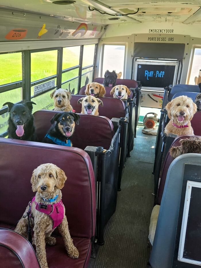 This Guy Turned an Old School Bus Into a Doggy Party on Wheels (50 Pics That’ll Make You Smile)