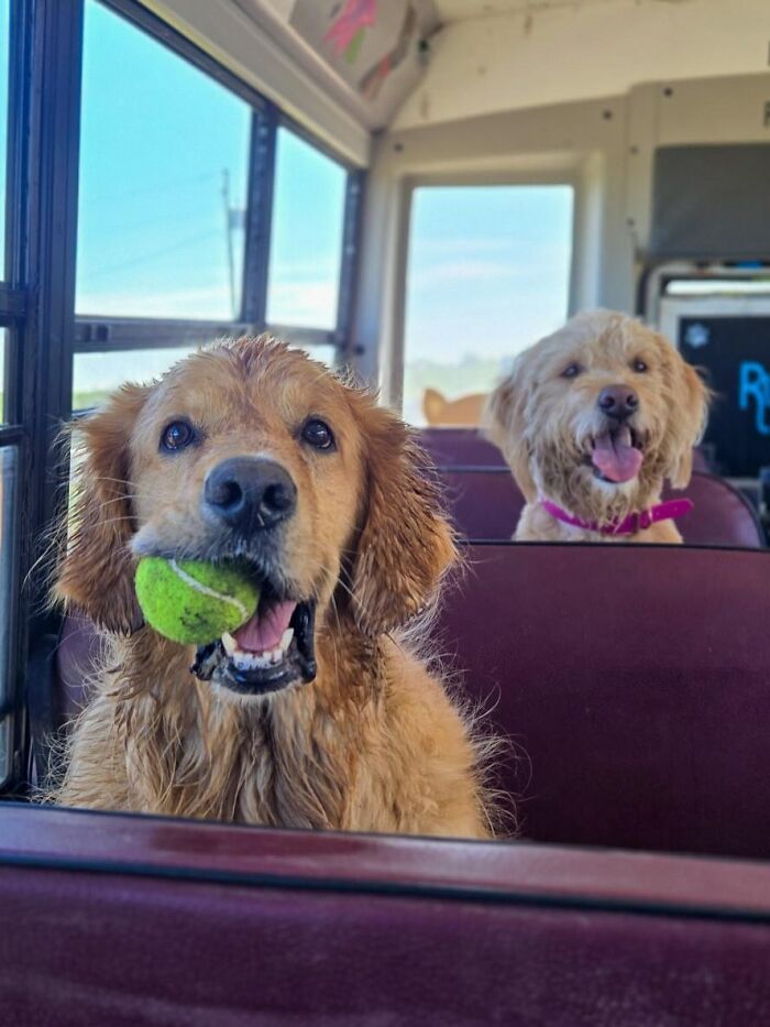 This Guy Turned an Old School Bus Into a Doggy Party on Wheels (50 Pics That’ll Make You Smile)