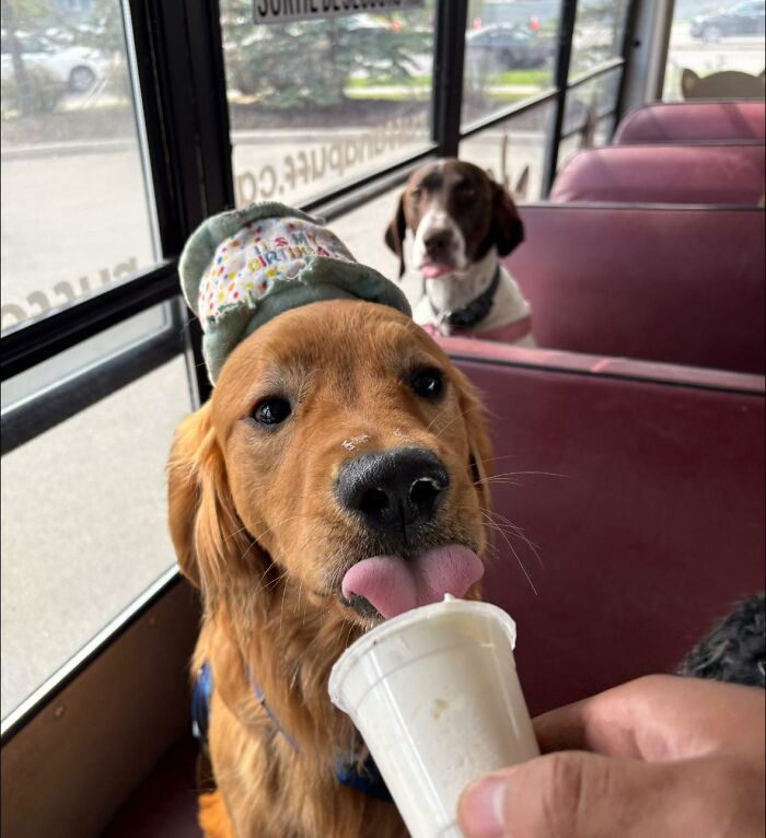 This Guy Turned an Old School Bus Into a Doggy Party on Wheels (50 Pics That’ll Make You Smile)