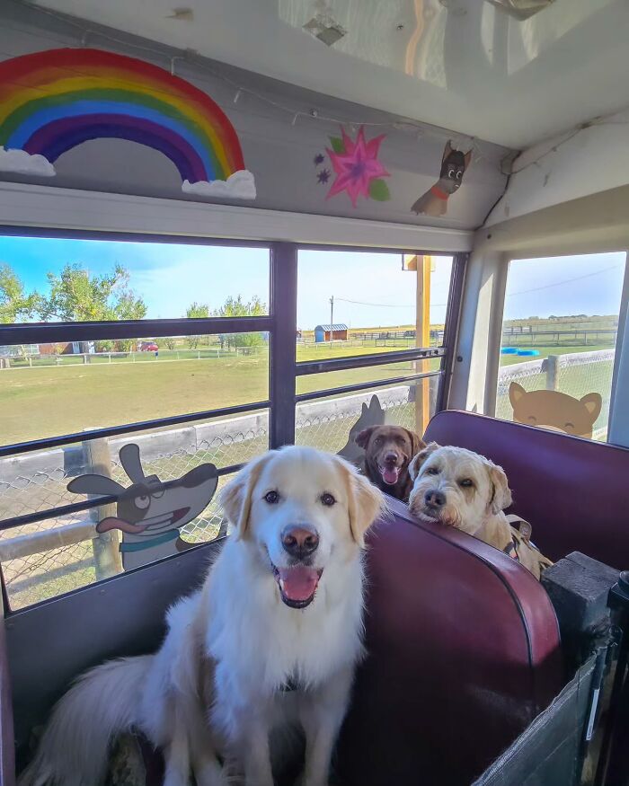 This Guy Turned an Old School Bus Into a Doggy Party on Wheels (50 Pics That’ll Make You Smile)