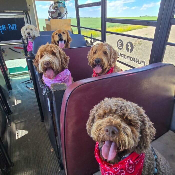 This Guy Turned an Old School Bus Into a Doggy Party on Wheels (50 Pics That’ll Make You Smile)