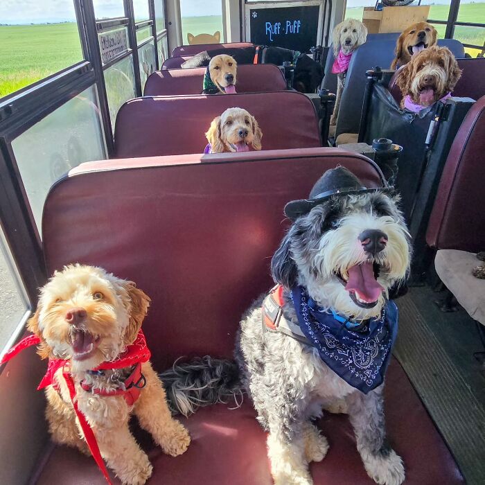 This Guy Turned an Old School Bus Into a Doggy Party on Wheels (50 Pics That’ll Make You Smile)