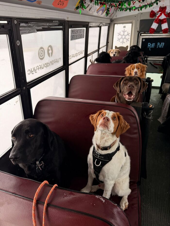 This Guy Turned an Old School Bus Into a Doggy Party on Wheels (50 Pics That’ll Make You Smile)
