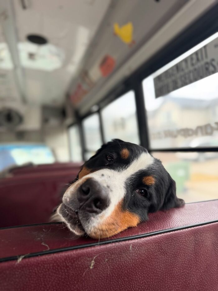 This Guy Turned an Old School Bus Into a Doggy Party on Wheels (50 Pics That’ll Make You Smile)