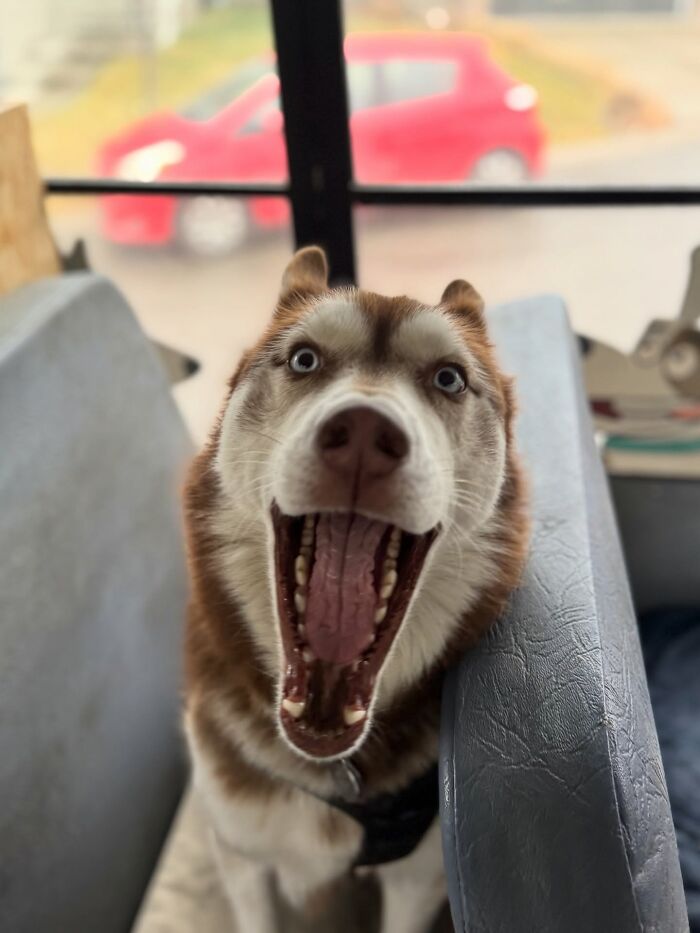 This Guy Turned an Old School Bus Into a Doggy Party on Wheels (50 Pics That’ll Make You Smile)