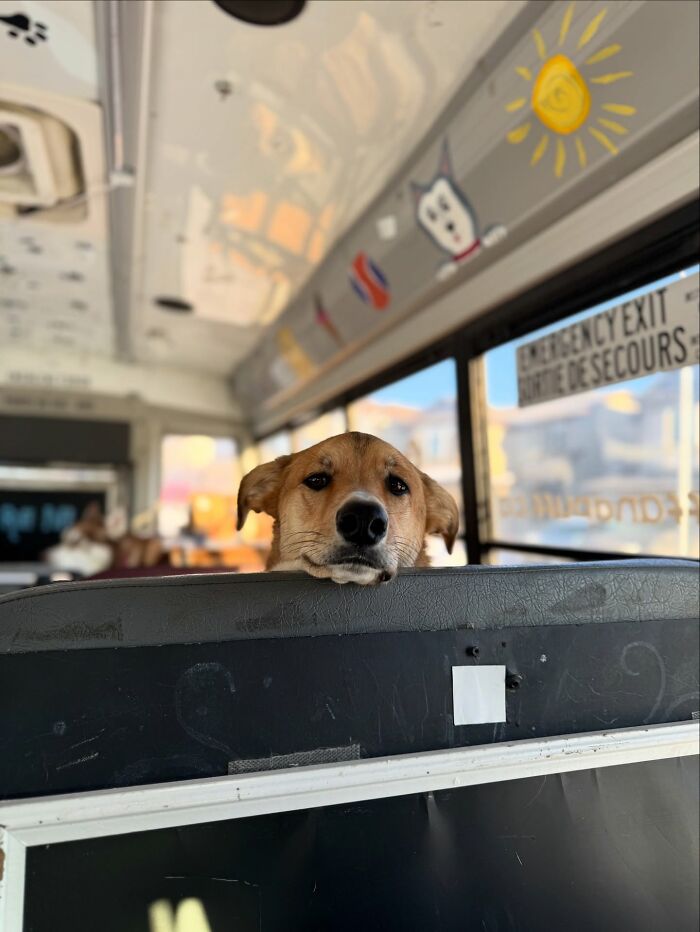 This Guy Turned an Old School Bus Into a Doggy Party on Wheels (50 Pics That’ll Make You Smile)