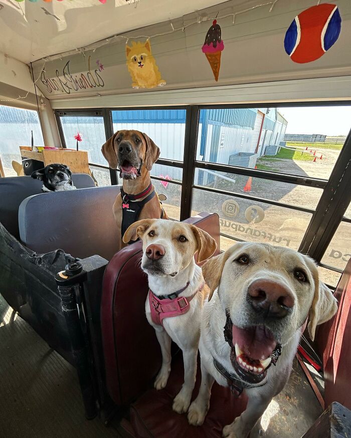 This Guy Turned an Old School Bus Into a Doggy Party on Wheels (50 Pics That’ll Make You Smile)
