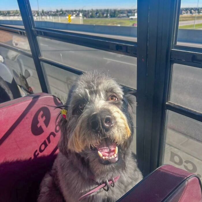 This Guy Turned an Old School Bus Into a Doggy Party on Wheels (50 Pics That’ll Make You Smile)