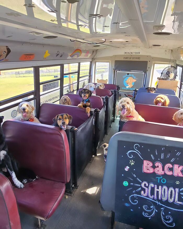 This Guy Turned an Old School Bus Into a Doggy Party on Wheels (50 Pics That’ll Make You Smile)