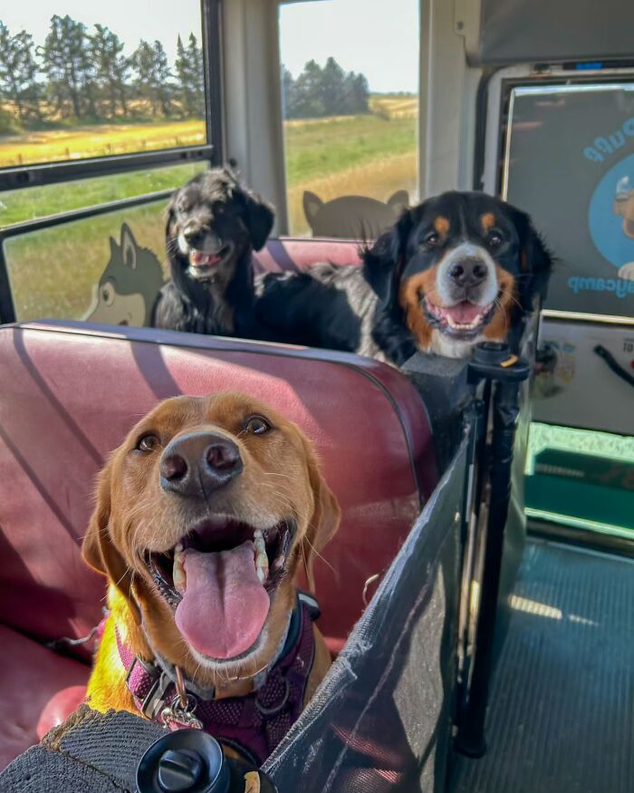 This Guy Turned an Old School Bus Into a Doggy Party on Wheels (50 Pics That’ll Make You Smile)