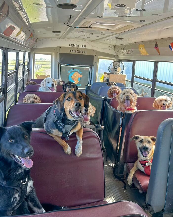 This Guy Turned an Old School Bus Into a Doggy Party on Wheels (50 Pics That’ll Make You Smile)
