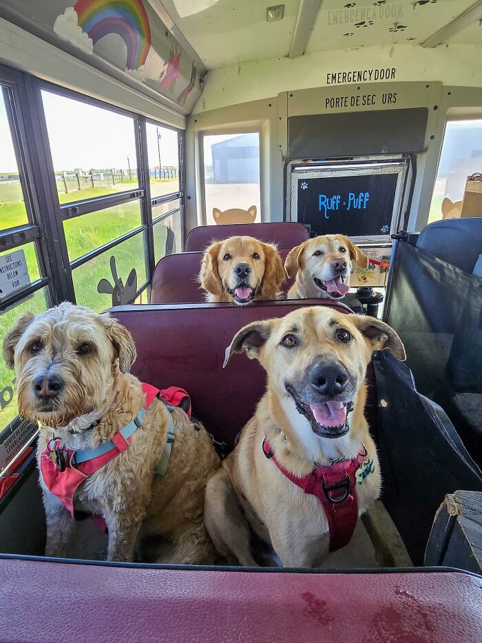 This Guy Turned an Old School Bus Into a Doggy Party on Wheels (50 Pics That’ll Make You Smile)