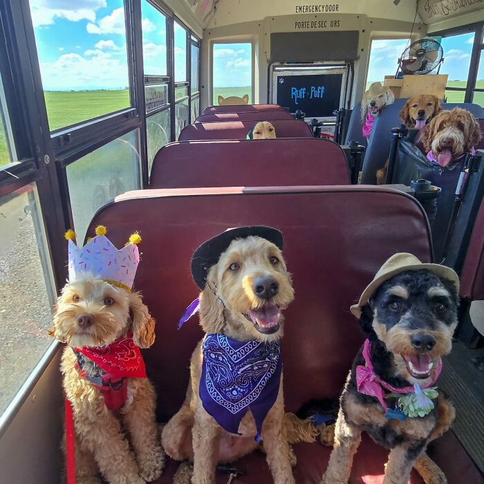 This Guy Turned an Old School Bus Into a Doggy Party on Wheels (50 Pics That’ll Make You Smile)