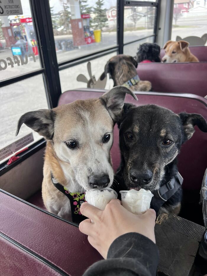 This Guy Turned an Old School Bus Into a Doggy Party on Wheels (50 Pics That’ll Make You Smile)