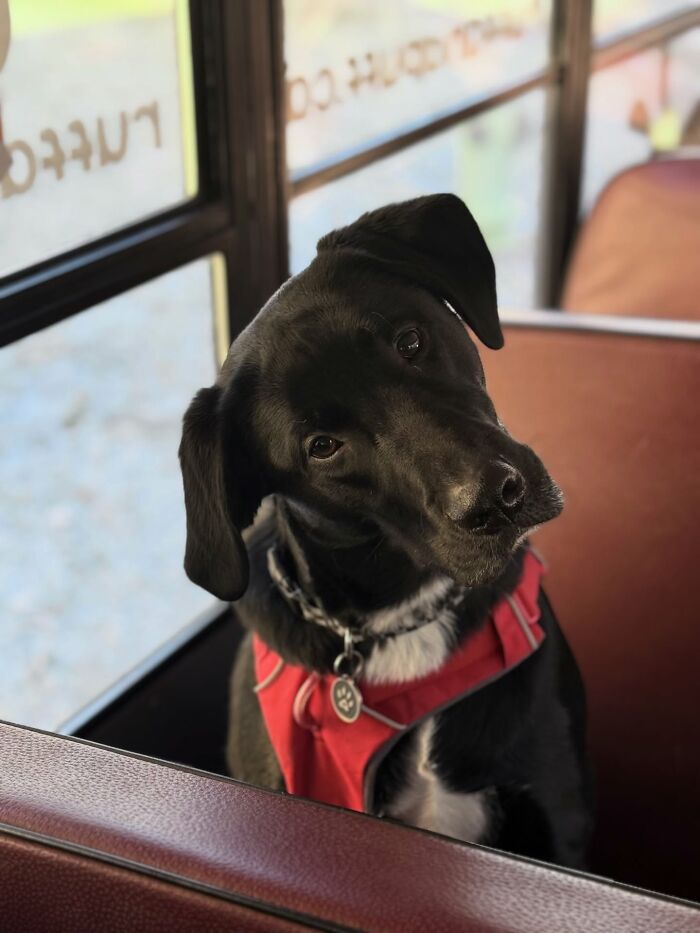 This Guy Turned an Old School Bus Into a Doggy Party on Wheels (50 Pics That’ll Make You Smile)
